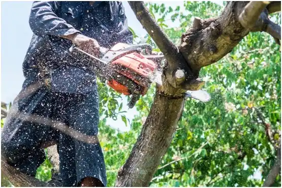 tree services Bokoshe